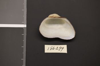 Media type: image;   Malacology 186299 Description: Preserved specimen.;